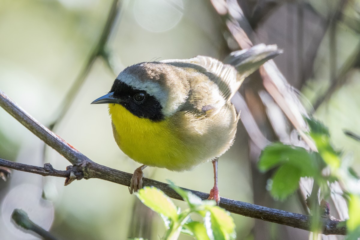 Common Yellowthroat - ML618713115