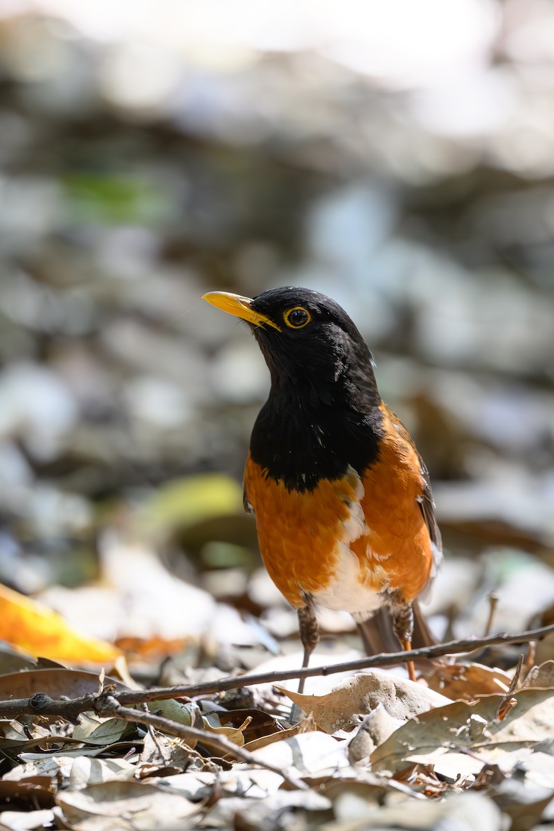 Izu Thrush - ML618713121