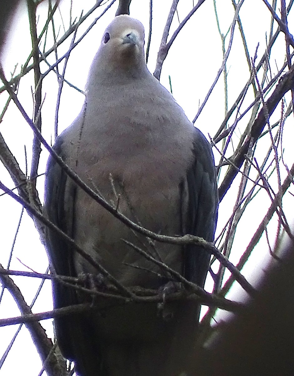 Gray Imperial-Pigeon - Lai Wah Liu