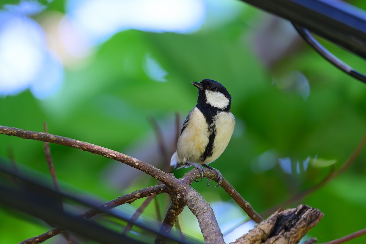 Japanese Tit - ML618713139