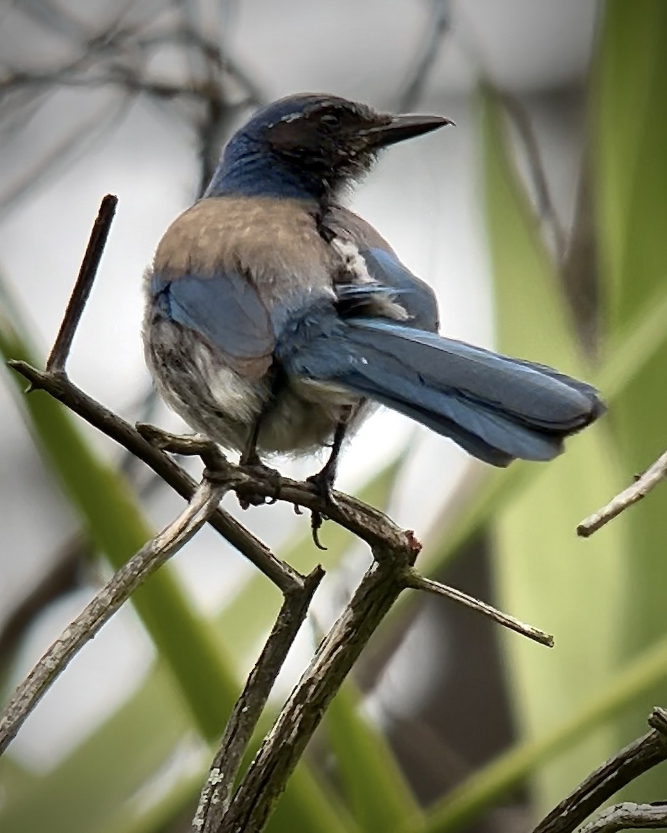 California Scrub-Jay - ML618713169