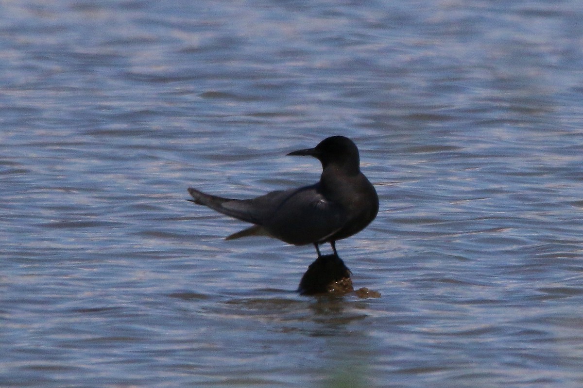 Black Tern - ML618713179