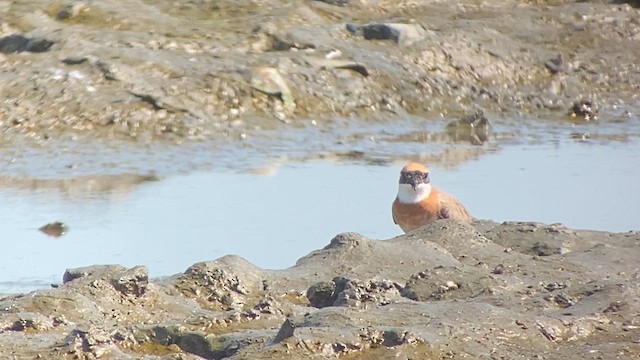 Tibetan Sand-Plover - ML618713180