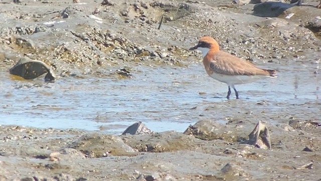 Tibetan Sand-Plover - ML618713182