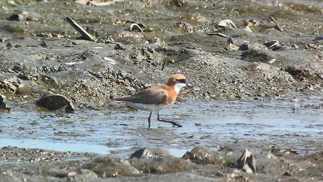 Tibetan Sand-Plover - ML618713183