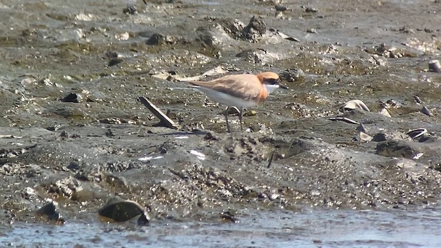 Tibetan Sand-Plover - ML618713184