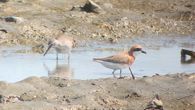 Tibetan Sand-Plover - ML618713185