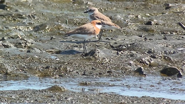 Tibetan Sand-Plover - ML618713187
