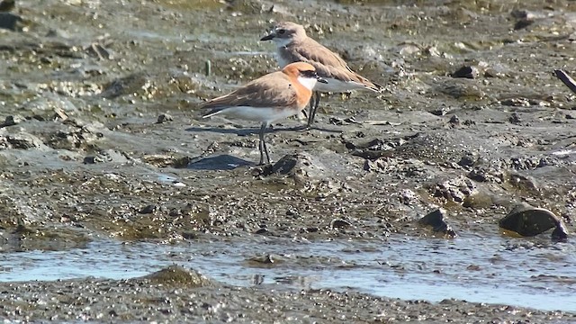 Tibetan Sand-Plover - ML618713187