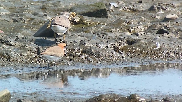 Tibetan Sand-Plover - ML618713188