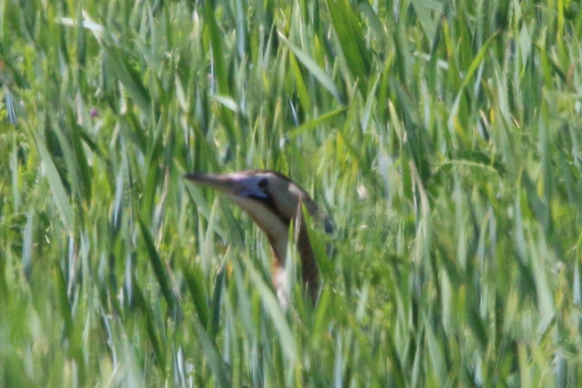 Great Bittern - ML618713190