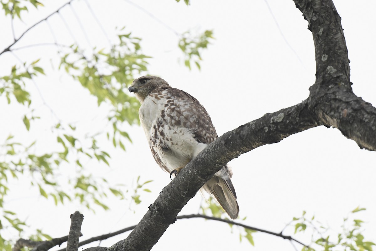 Red-tailed Hawk - ML618713203
