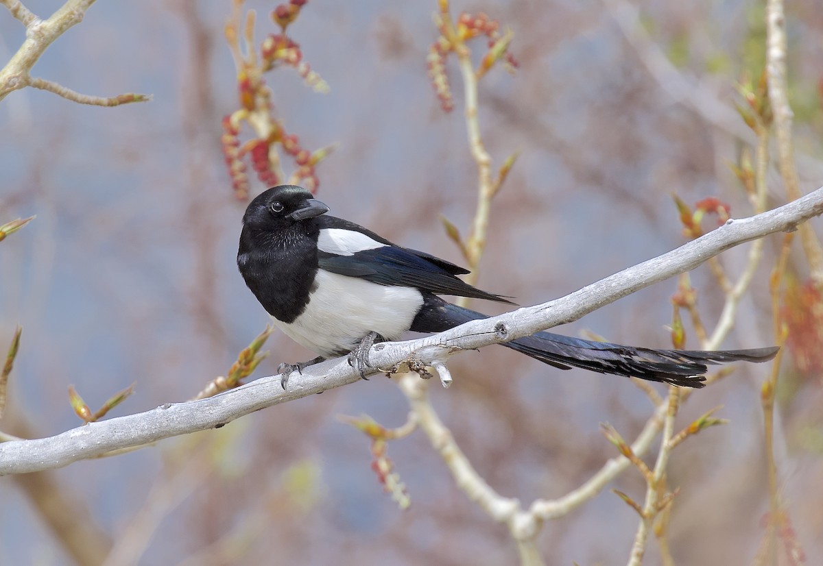 Black-billed Magpie - Ron Wilson