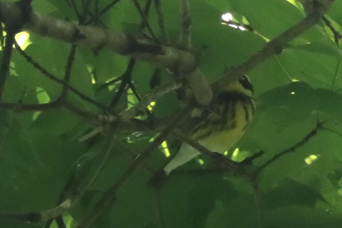 Magnolia Warbler - Karen Bonsell