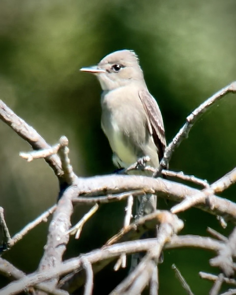 Western Wood-Pewee - Chad Brack