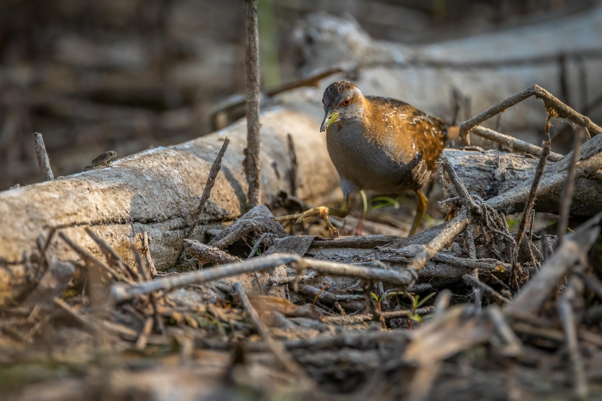 Baillon's Crake - (Ai)Tao Liu