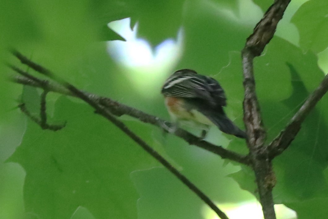 Bay-breasted Warbler - ML618713252