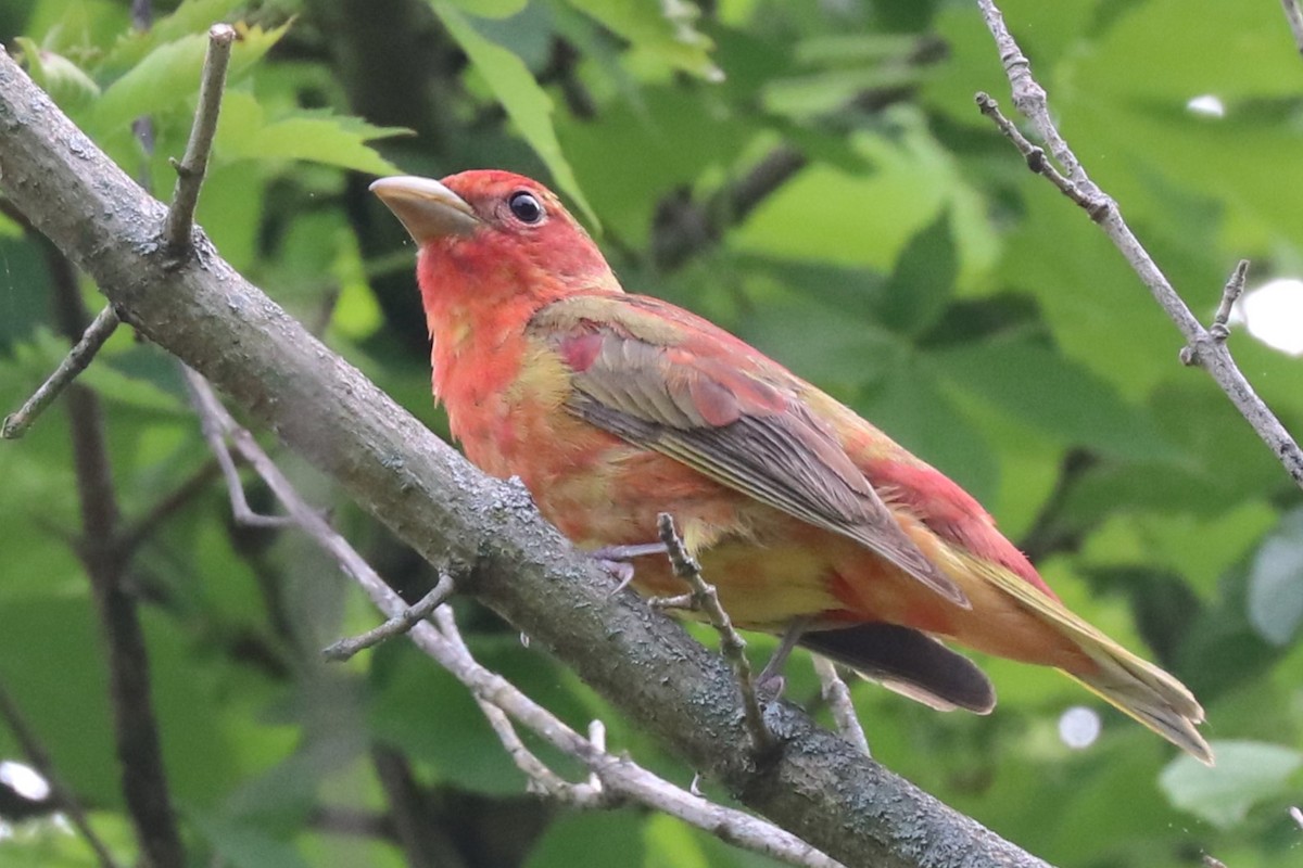 Summer Tanager - ML618713273