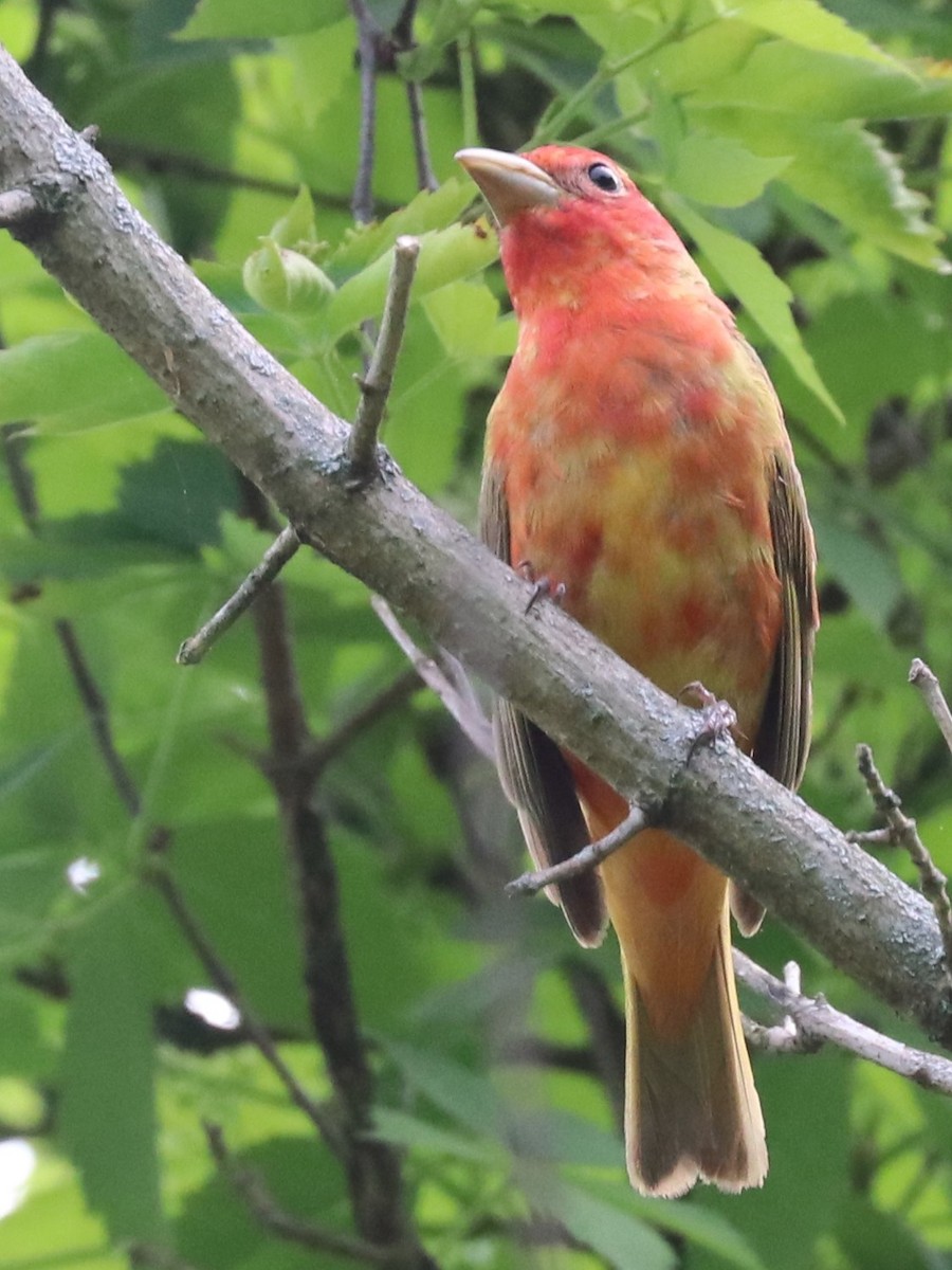 Summer Tanager - ML618713274