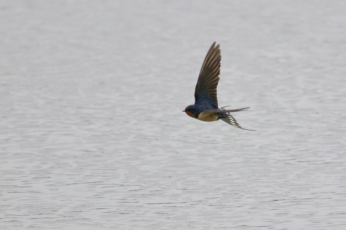 Barn Swallow - ML618713295