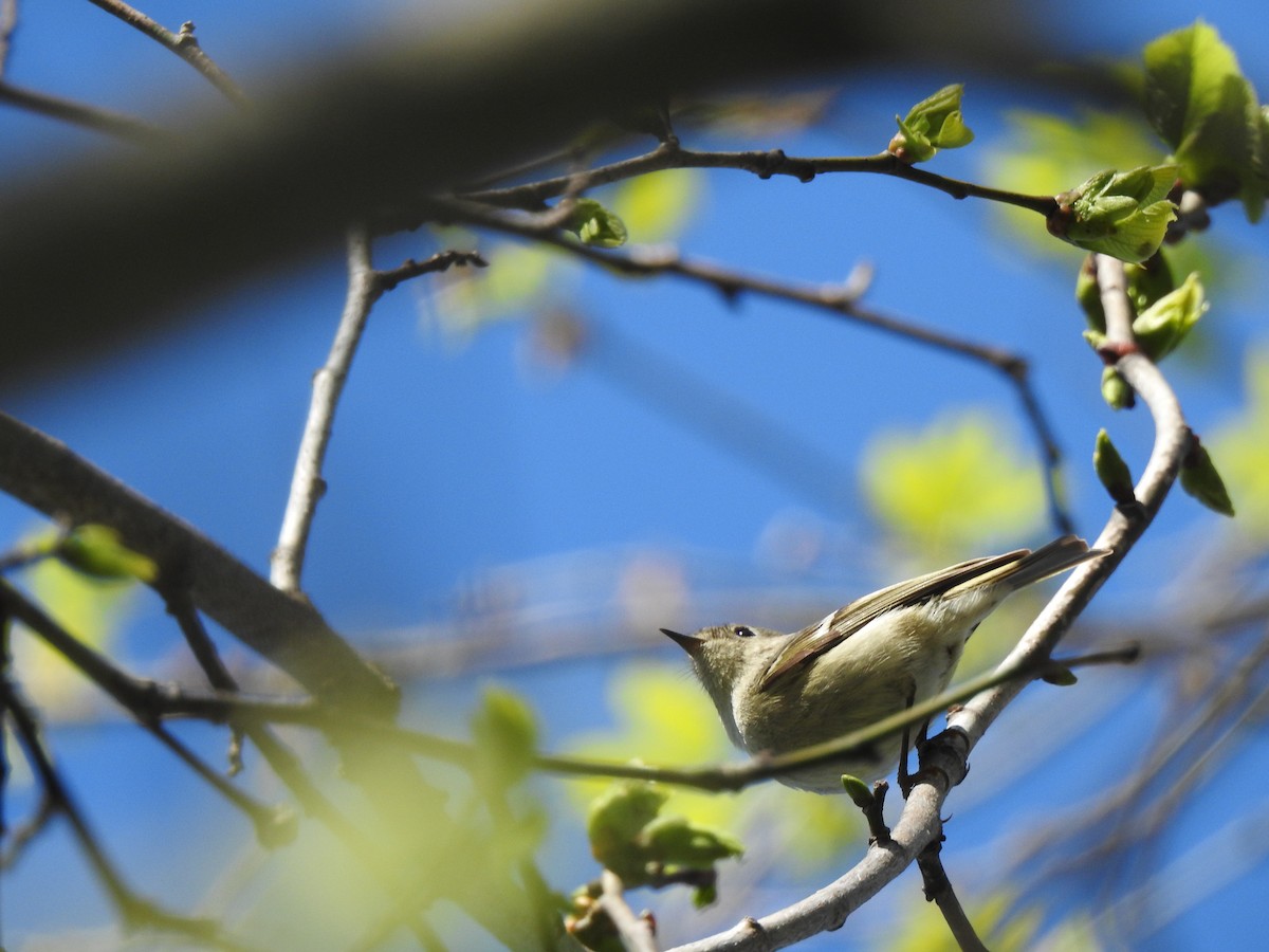 Ruby-crowned Kinglet - ML618713309