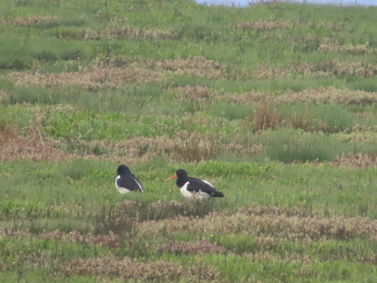 Eurasian Oystercatcher - ML618713311