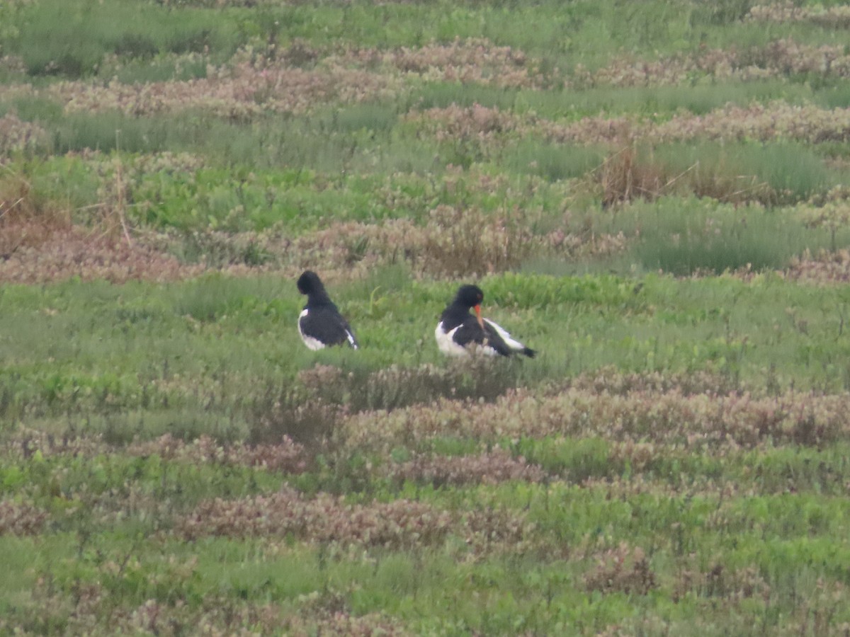 Eurasian Oystercatcher - ML618713323