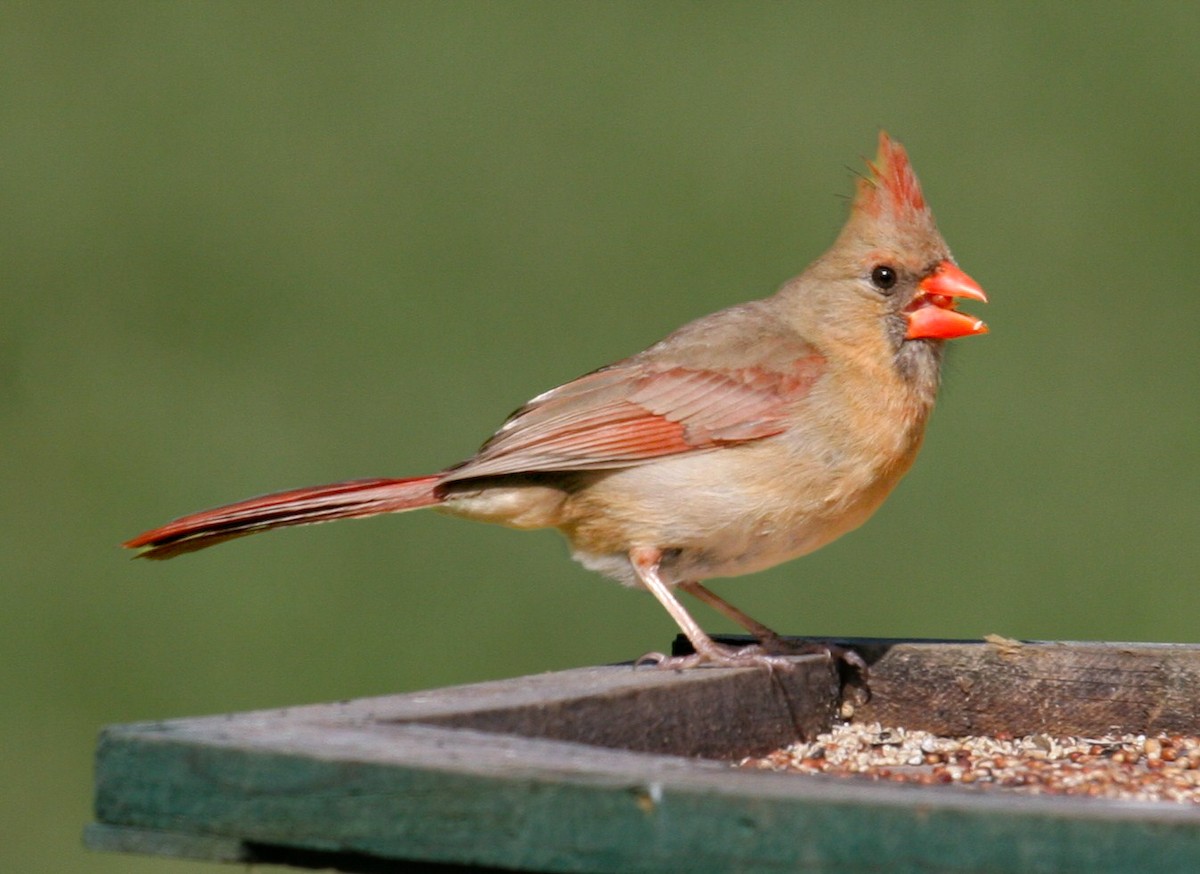 Northern Cardinal - ML618713324