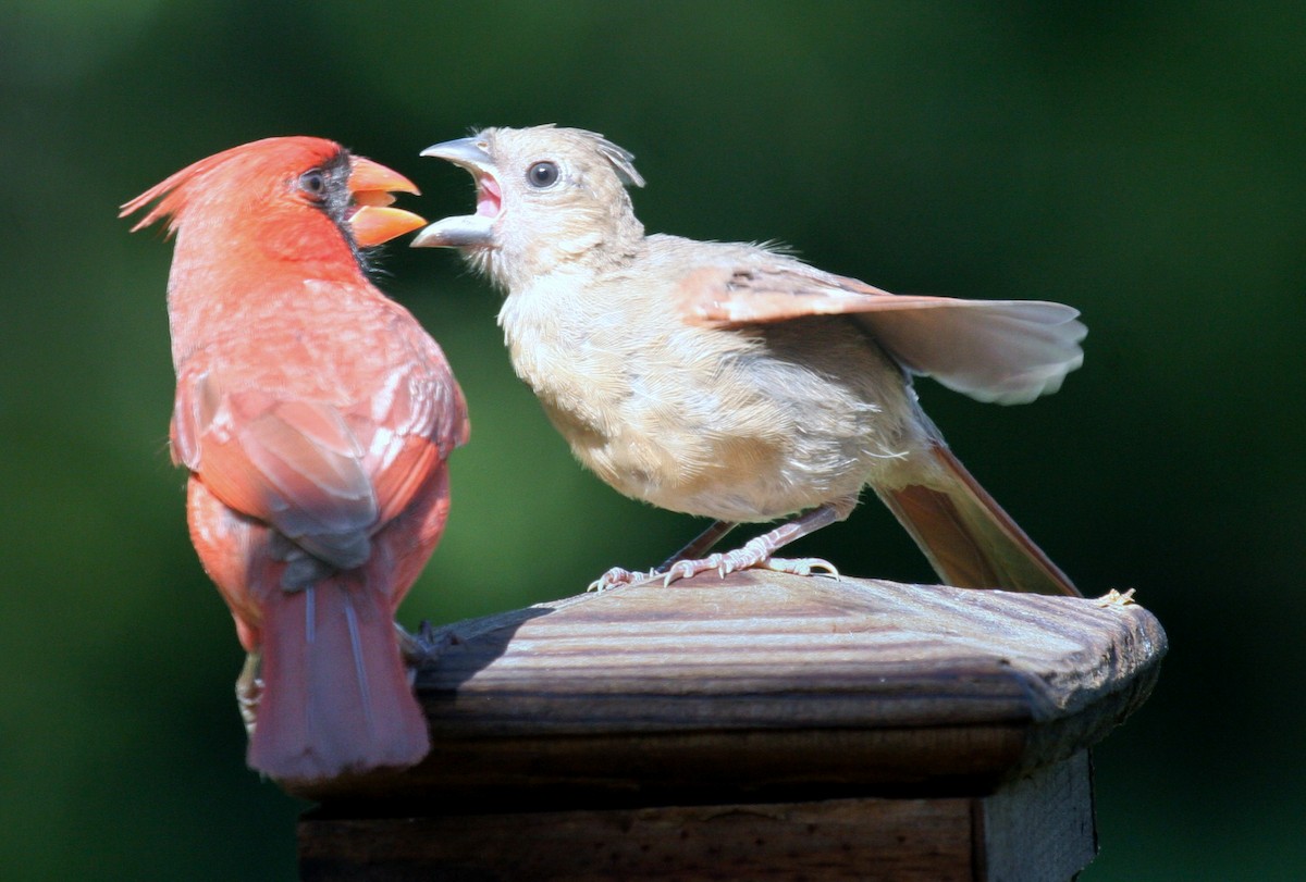 Northern Cardinal - ML618713325