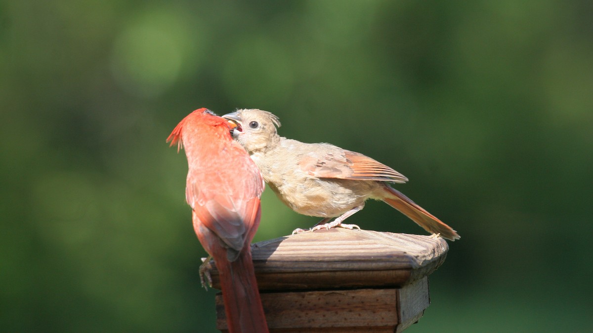 Northern Cardinal - ML618713327