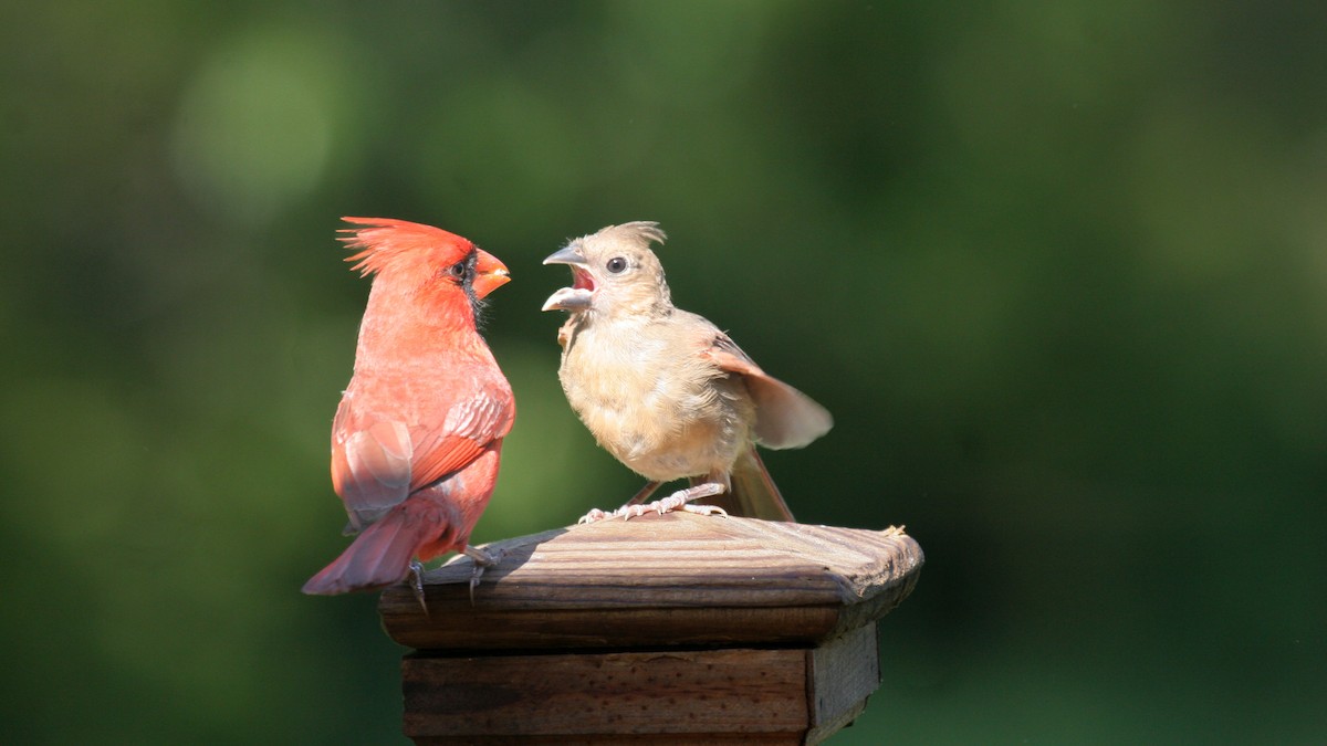 Northern Cardinal - ML618713329