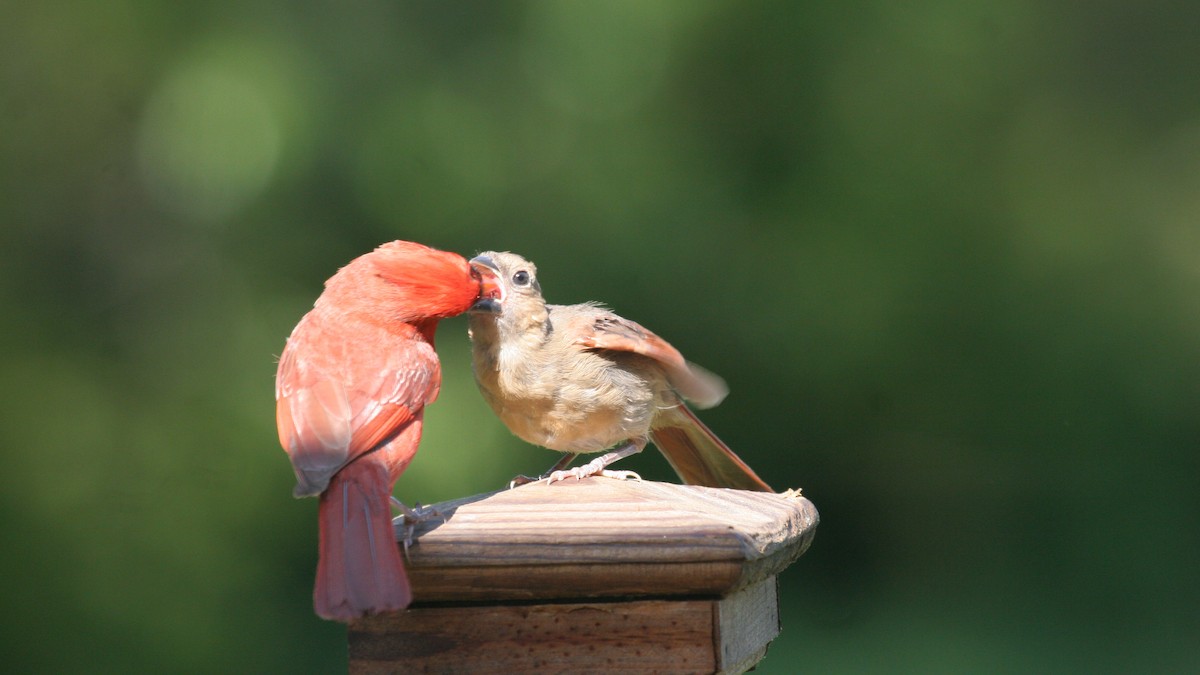 Northern Cardinal - ML618713330