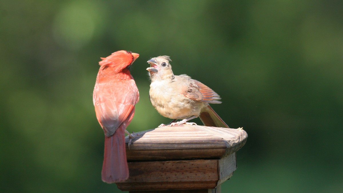 Northern Cardinal - ML618713331