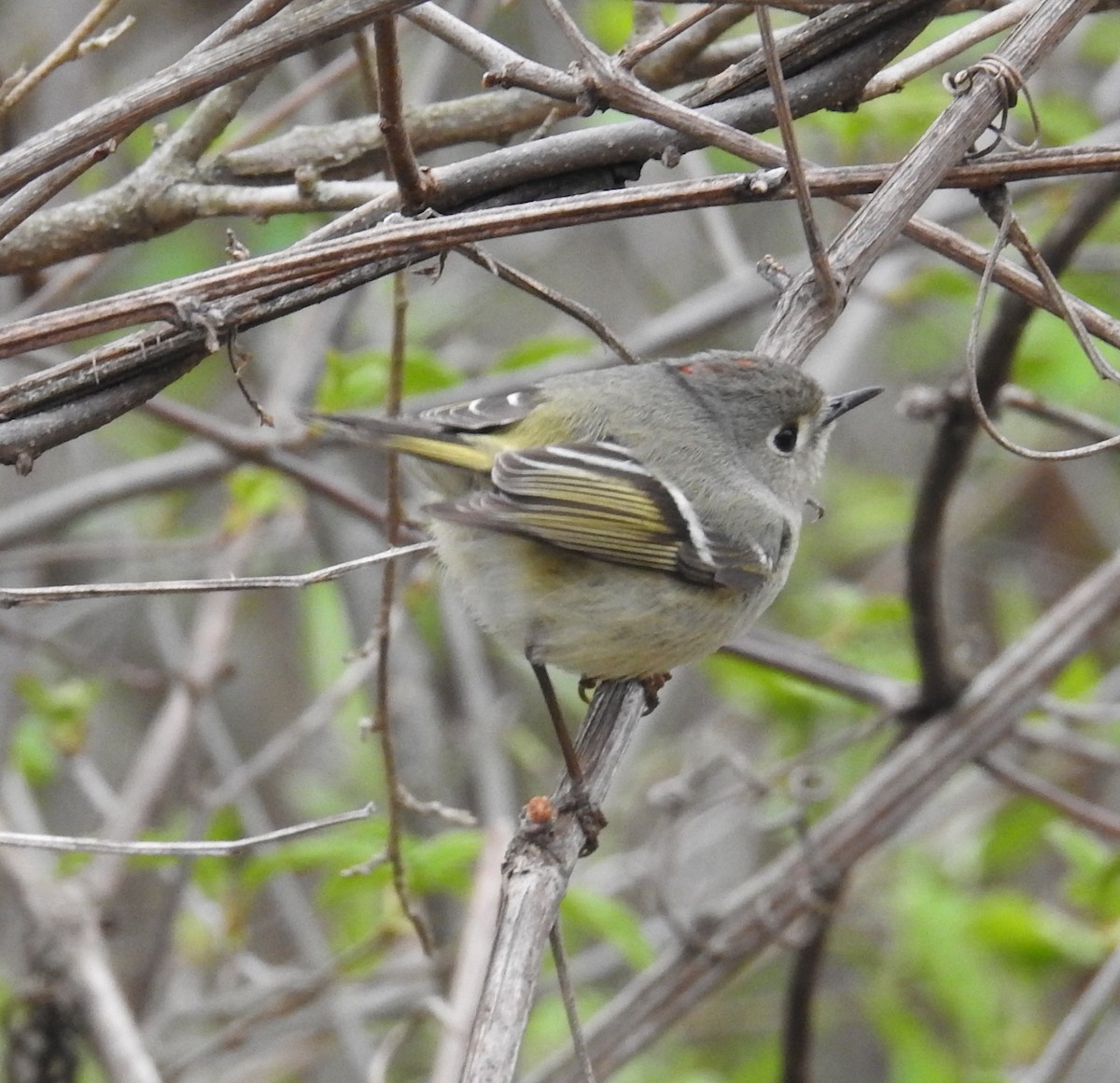 Ruby-crowned Kinglet - ML618713341