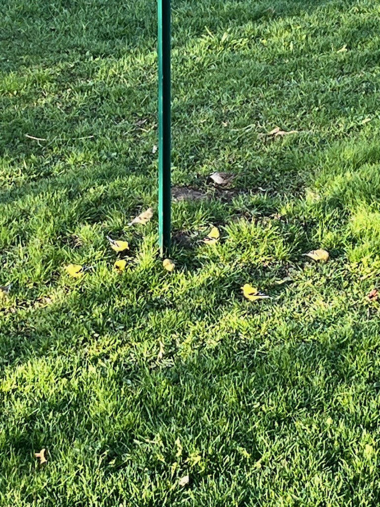 White-crowned Sparrow - ML618713342