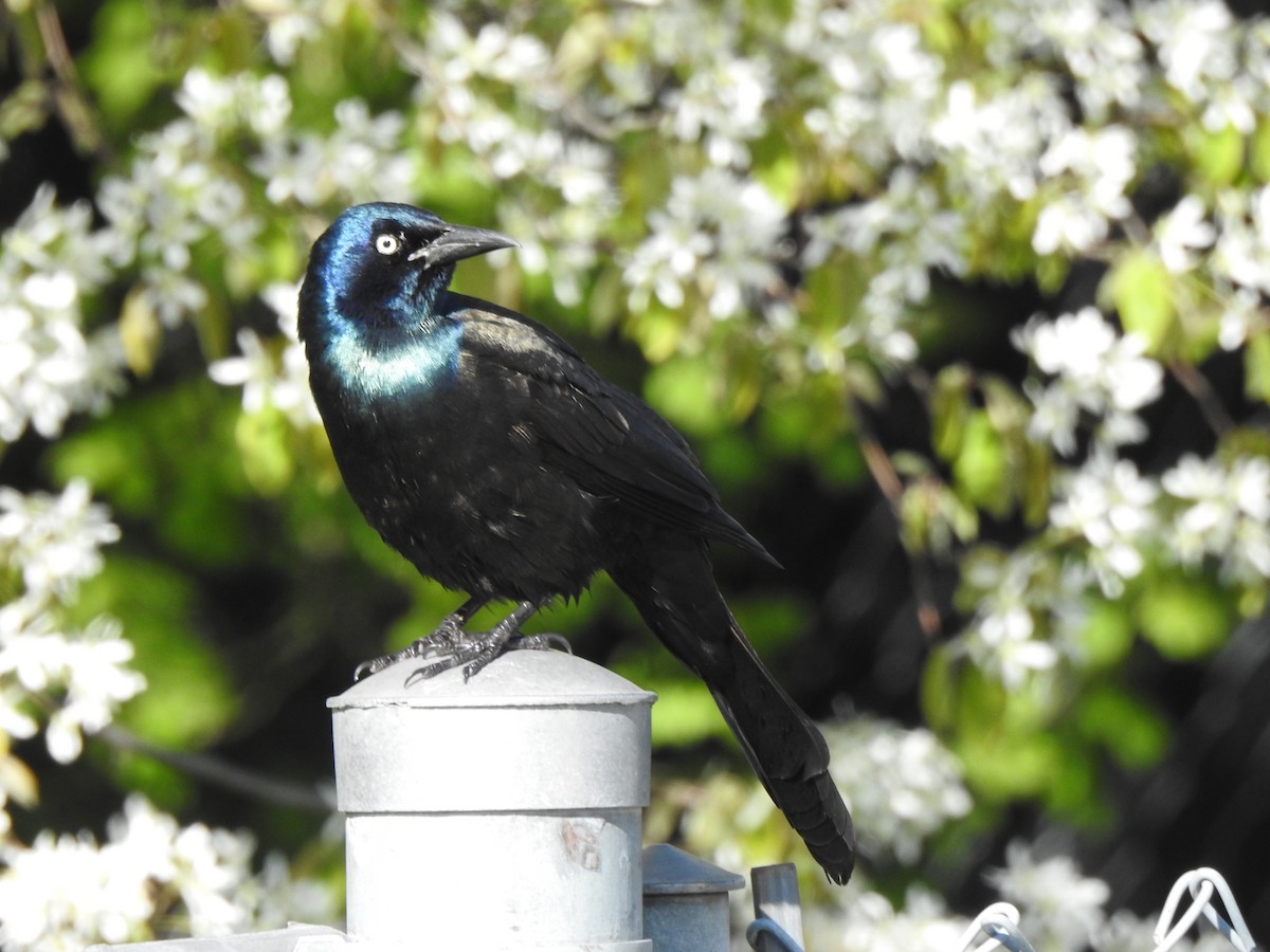 Common Grackle - ML618713357