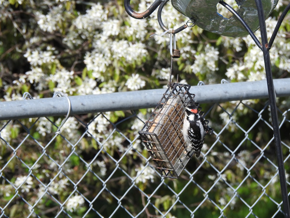 Downy Woodpecker - ML618713365