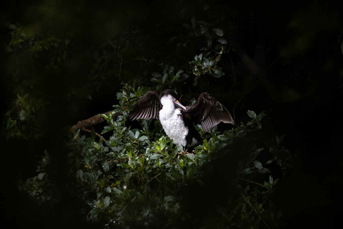 Pied Cormorant - Juliet Pone