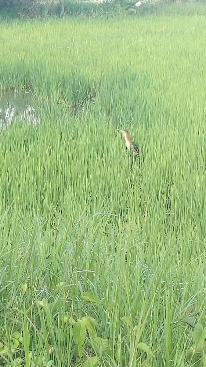 Least Bittern - ML618713449