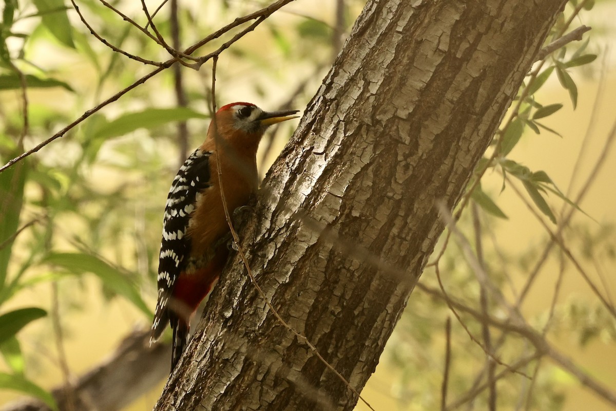 Rufous-bellied Woodpecker - wang ye
