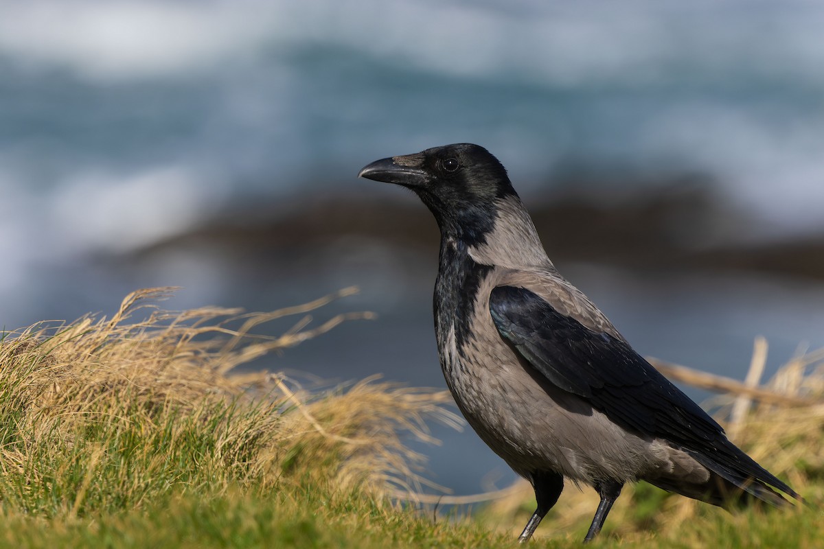 Hooded Crow - James Tomasek