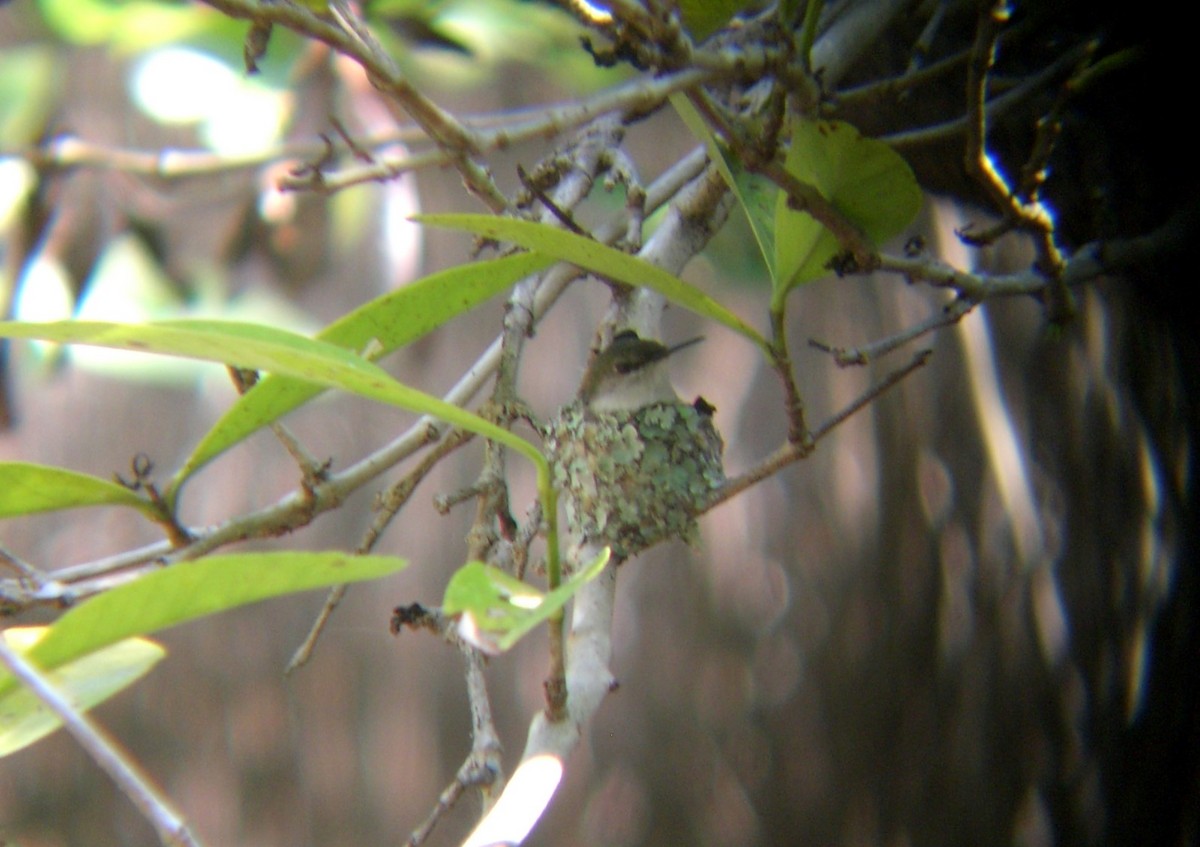 Vervain Hummingbird - ML618713475
