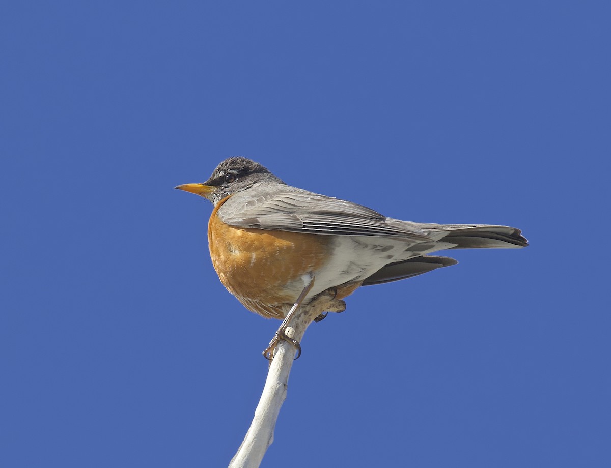 American Robin - ML618713493