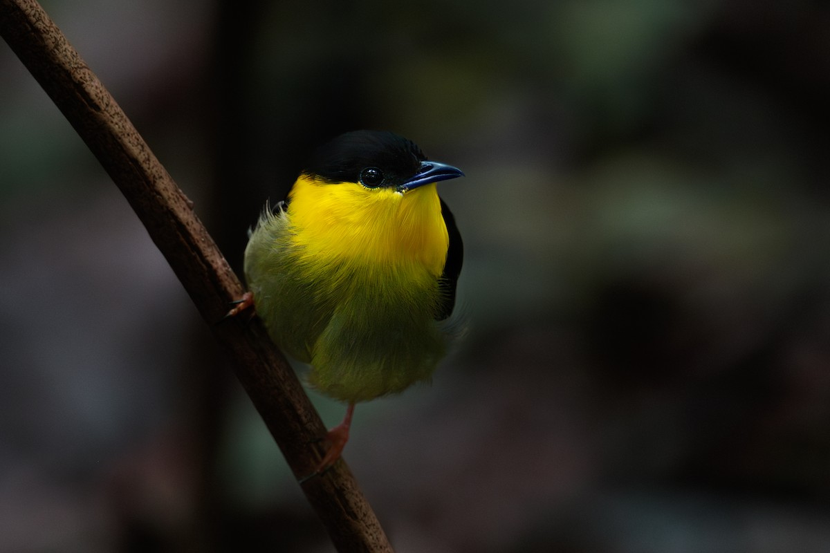 Golden-collared Manakin - ML618713534