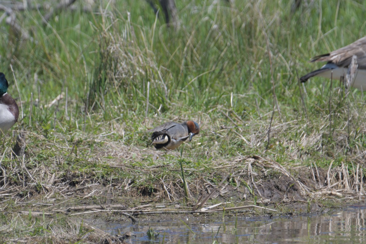 Green-winged Teal - ML618713540