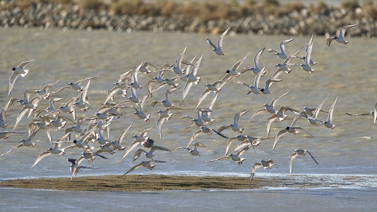 Bonaparte's Gull - ML618713548