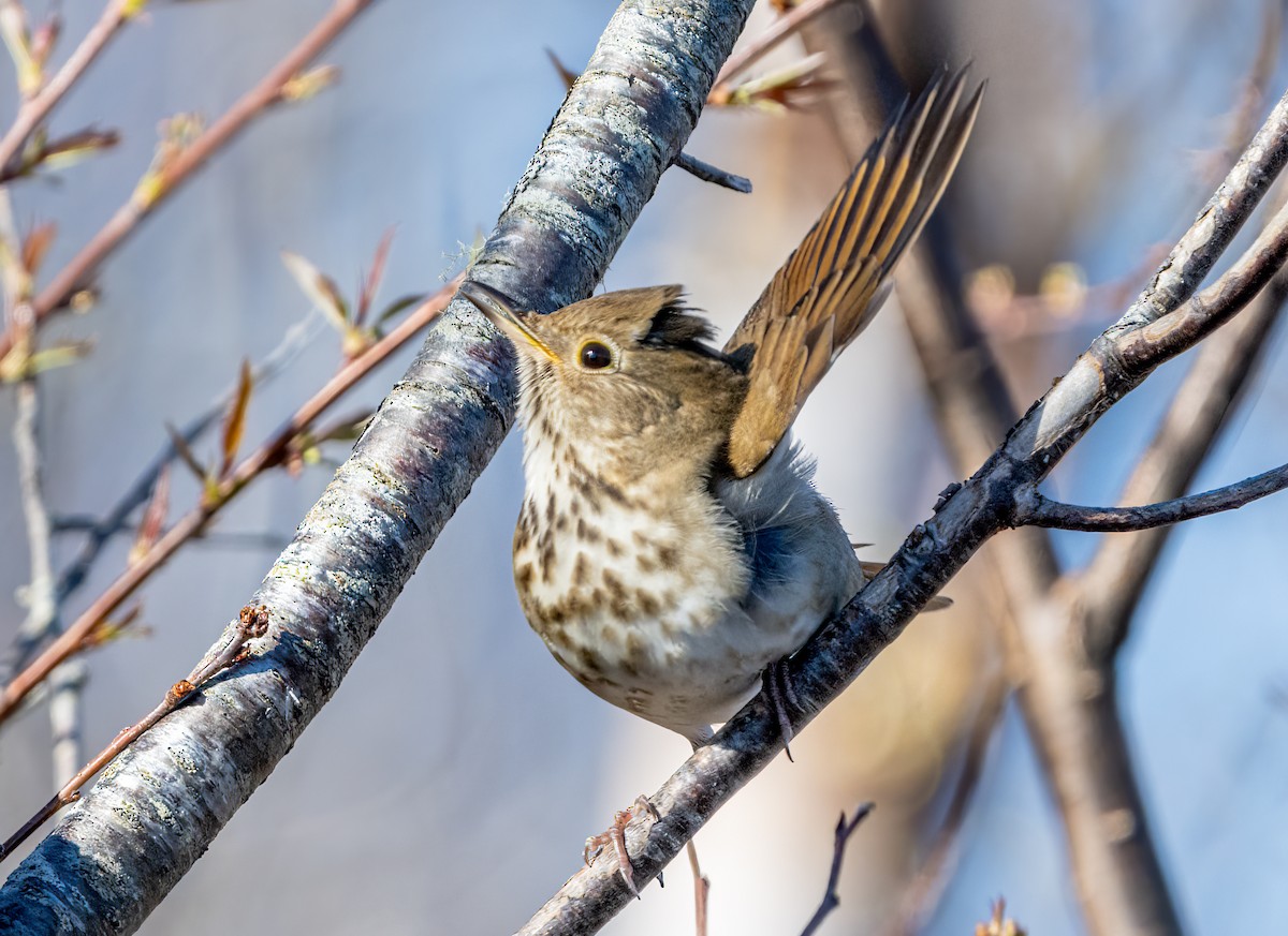 Hermit Thrush - Jim Carroll