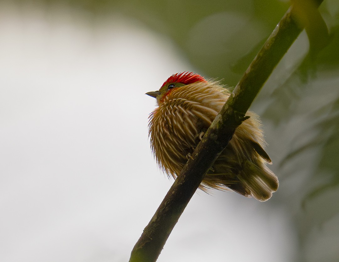 Striolated Manakin - ML618713615