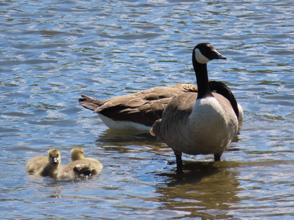 Canada Goose - Mayte Torres