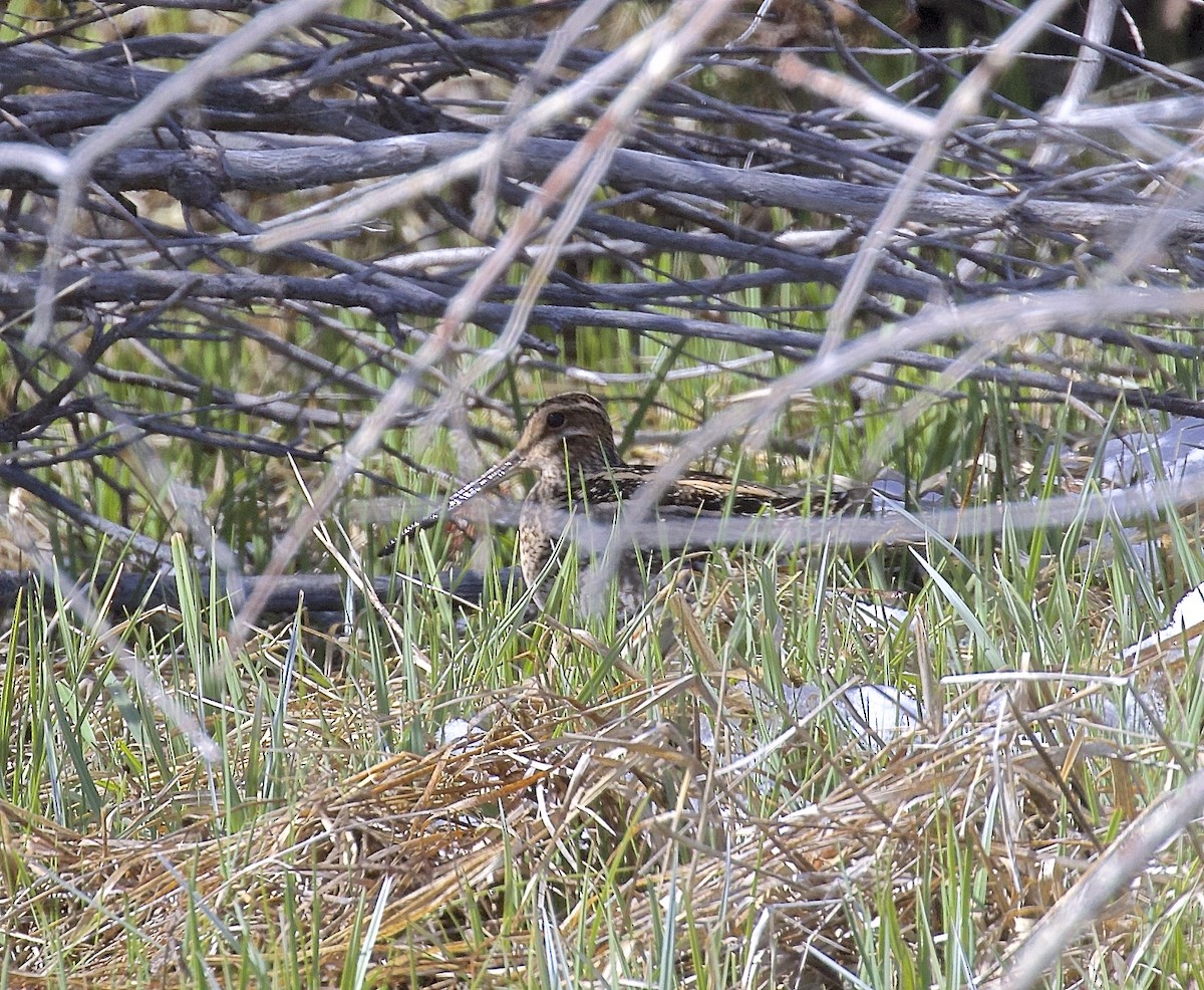 Wilson's Snipe - ML618713665